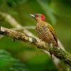 Datel stredoamericky - Piculus simplex - Rufous-winged Woodpecker o9007